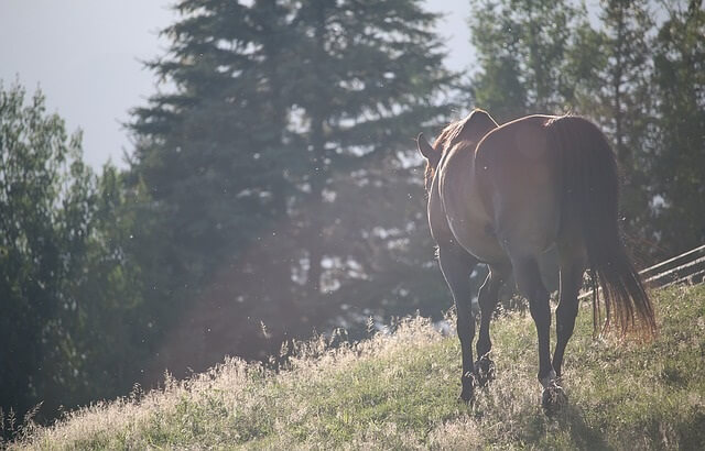 Koń pasący się na polanie